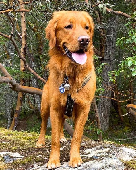 hermes golden retriever|canadian golden retrievers.